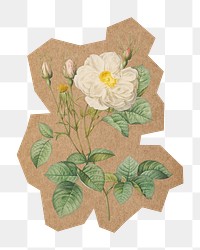 Vintage white rose png, cut out paper element, transparent background. Artwork from Pierre Joseph Redouté remixed by rawpixel.
