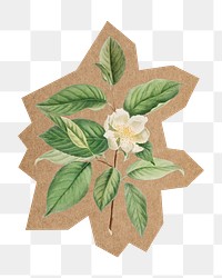 White flower png, cut out paper element, transparent background. Artwork from Pierre Joseph Redouté remixed by rawpixel.