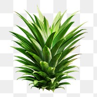 Green pineapple bush png, transparent background