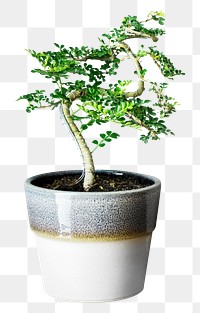 Potted Japanese plant png, transparent background