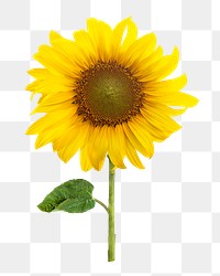 Sunflower png element, blooming flower, transparent background