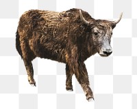 Yak png collage element, transparent background