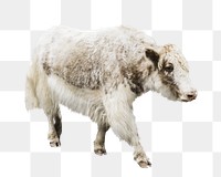 White cow png collage element, transparent background