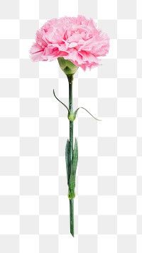 Pink png carnation flower, transparent background