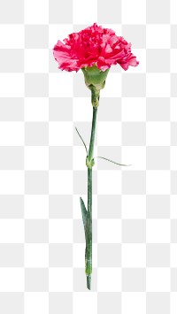 Blooming pink png carnation flower, transparent background