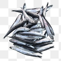 Anchovy png collage element, transparent background
