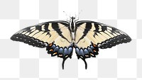 Tiger Swallowtail png butterfly collage element, transparent background