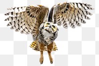 Owl png collage element, transparent background