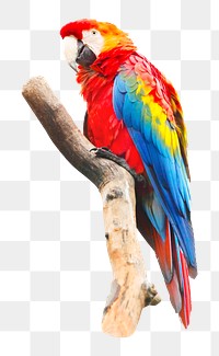 Colorful macaw png, collage element, transparent background