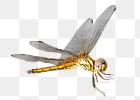 Dragonfly png collage element, transparent background