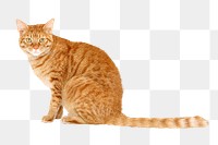 PNG cute cat, collage element, transparent background