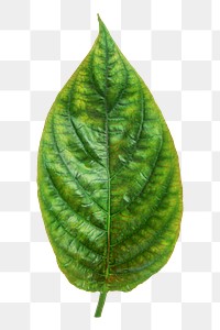 Leaf png collage element, transparent background