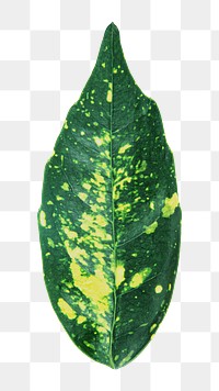 Spotted plant leaf png, transparent background