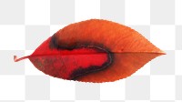 Red dry png leaf, transparent background