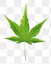 Green Japanese Maple leaf png, transparent background