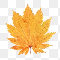 Dry maple png leaf, transparent background