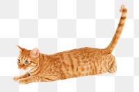 Orange cat png collage element, transparent background