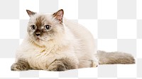 White cat png collage element, transparent background