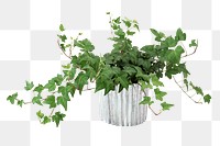 Potted ivy png plant, transparent background