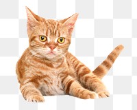 Ginger kitten png, isolated design, transparent background