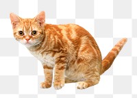 Orange cat png collage element, transparent background