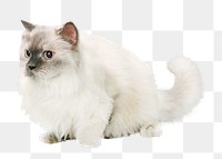 Turkish van png, cat, isolated design, transparent background