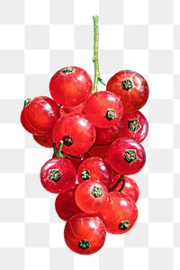 Red berries png collage element on transparent background