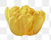 Yellow flower png collage element, transparent background