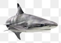 Shark png marine animal, transparent background