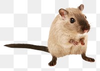 Rat png collage element, transparent background