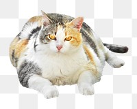 Cat png collage element, transparent background