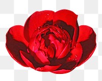 Red blooming png flower , transparent background