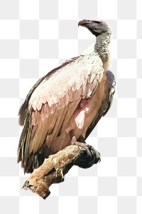 Vulture on branch png, collage element, transparent background