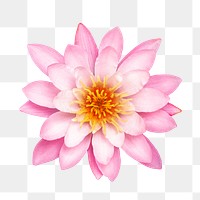 Pink water lily png collage element, transparent background