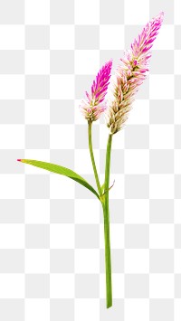 Pink flower png collage element, transparent background