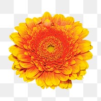 Orange daisy png collage element, transparent background