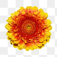 Orange flower png collage element, transparent background