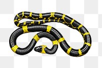 Lycodon snake png collage element, transparent background