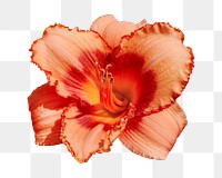 Orange flower png collage element, transparent background