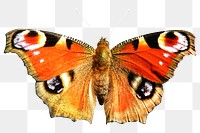 Peacock butterfly png, collage element, transparent background