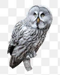 Grey owl png, transparent background