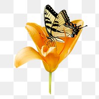 Tiger butterfly png, on flower, transparent background