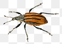 Brown weevil animal png beetles bug, transparent background