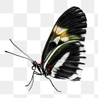 Butterfly png collage element, transparent background