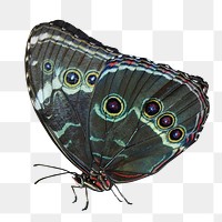 Butterfly png collage element, transparent background