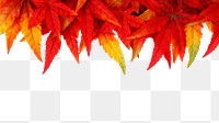 Png dry maple leaves , transparent background