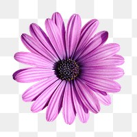 Purple flower png collage element, transparent background