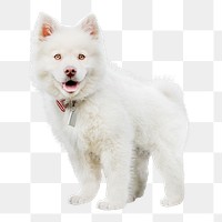 Animal png, white fluffy puppy , transparent background