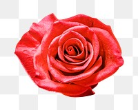 Red rose png flat lay element, transparent background