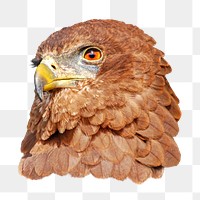 Golden eagle animal png, close up, transparent background